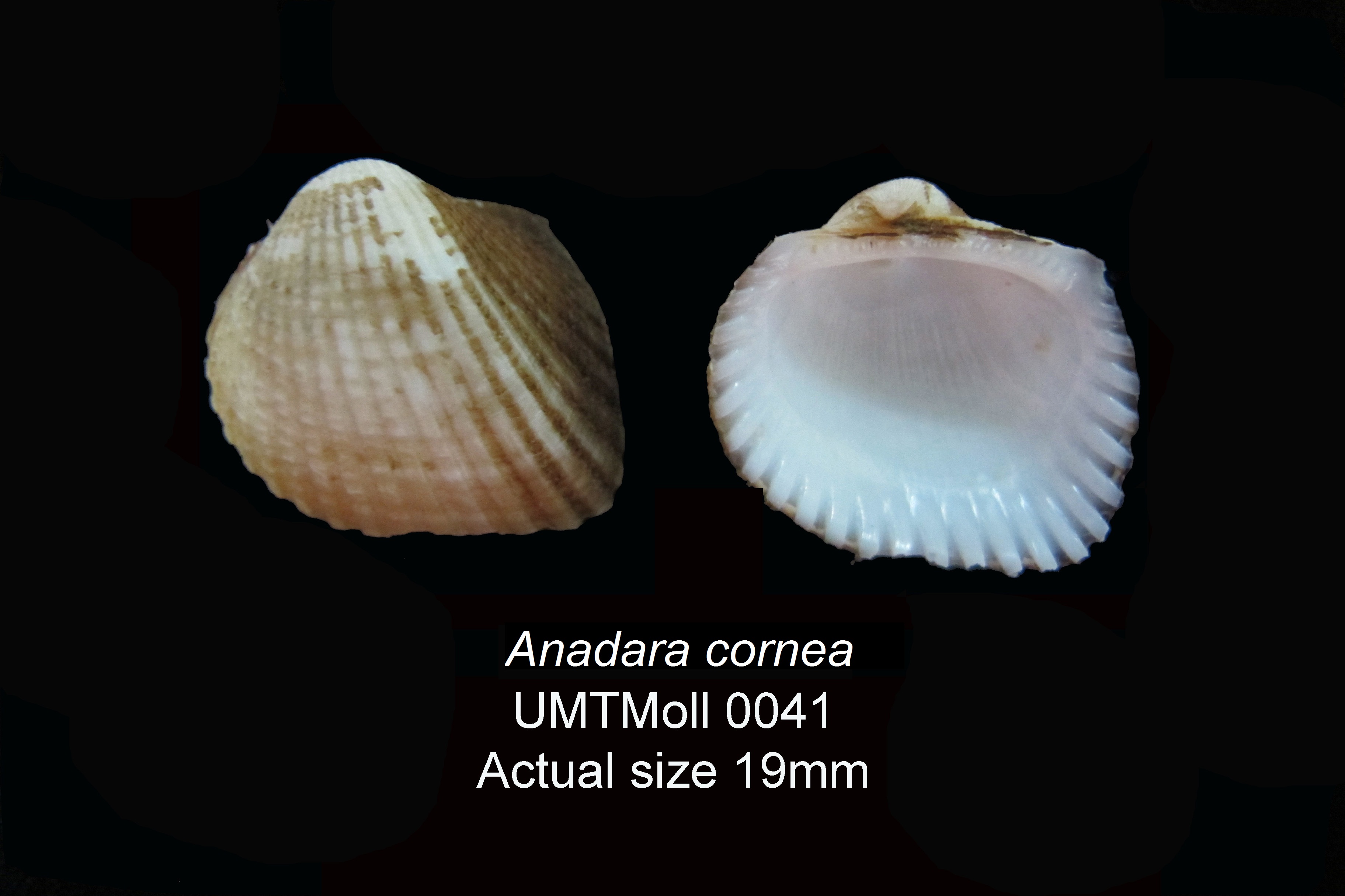 Specimen image